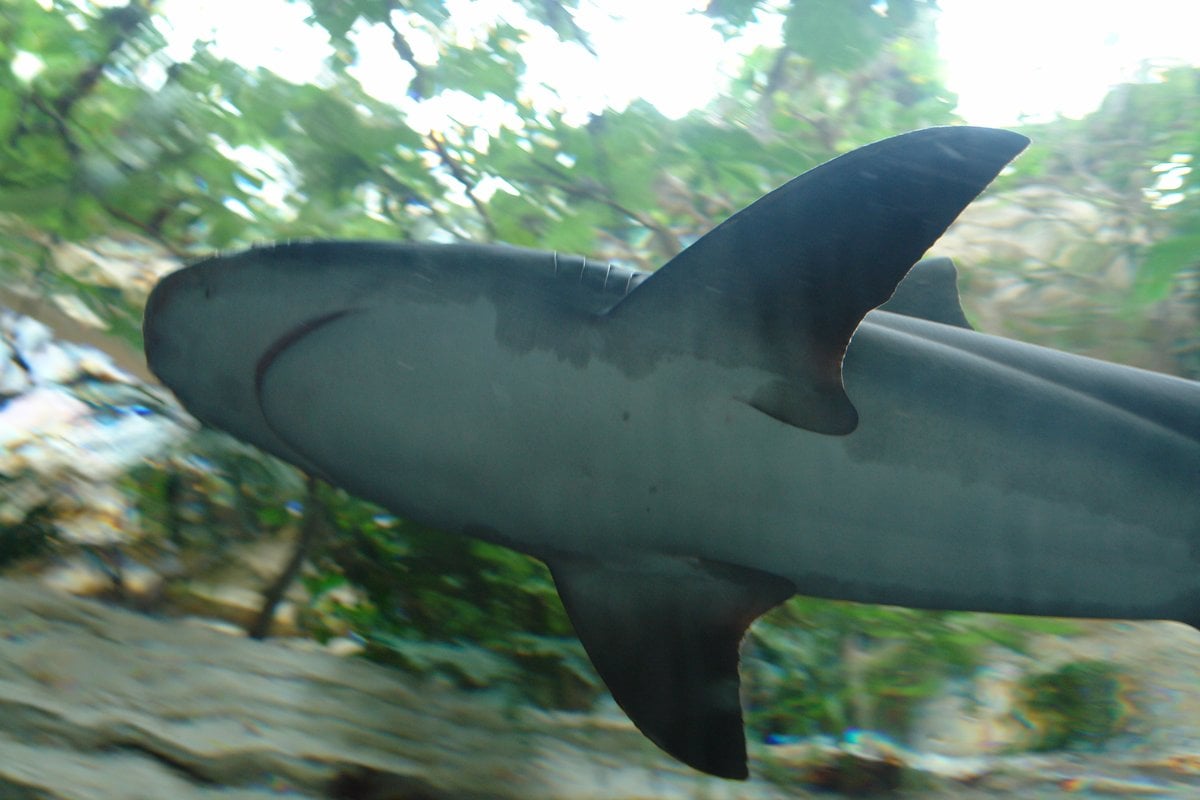 The Dallas World Aquarium - Gallery Image 1